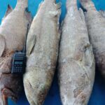 Frozen Fish