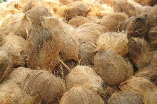 11. coconut Coconut - Image 1