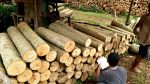 Sengon/Albasia Wood - Image 2