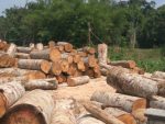 Sengon/Albasia Wood