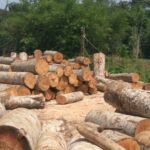 Sengon/Albasia Wood