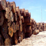 Camphor Laurel Wood