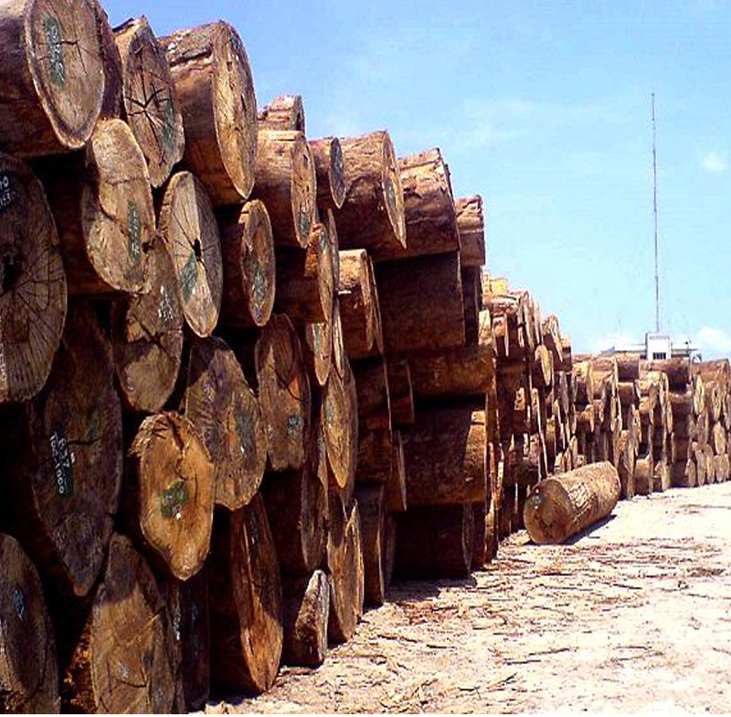 Camphor wood 3 Camphor Laurel Wood - Image 1