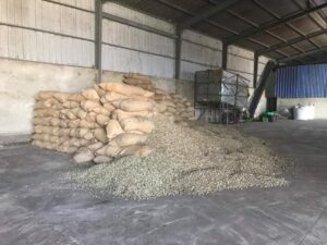 Cashew Nut - Image 2