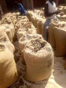 Cashew Nut - Image 3