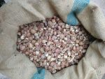 Betel Nut - Image 4