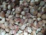Betel Nut - Image 3