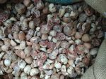 Betel Nut - Image 2