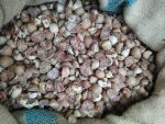 Betel Nut - Image 5