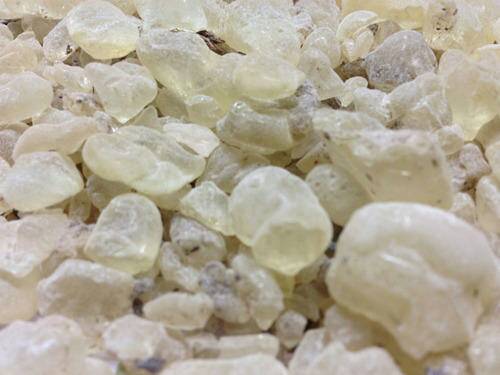 IMG_2899 Damar - Image 2