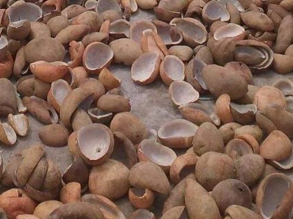 IMG_4196 Copra - Image 3