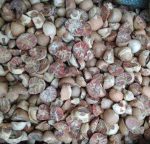 Betel Nut - Image 6