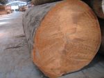 Iron Wood