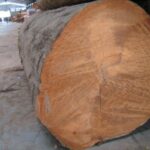Iron Wood