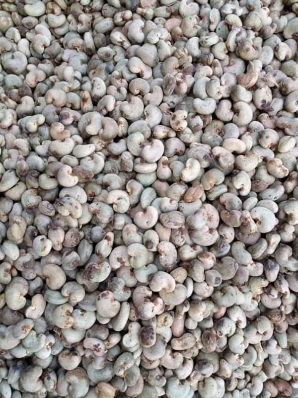Raw Cashew Nut - Image 4