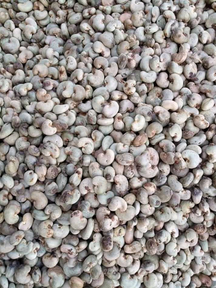 KXUD9527 Raw Cashew Nut - Image 4