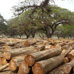 Teak Wood For Sale