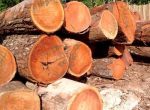 Mahogany Wood