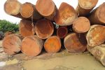 Mahogany Wood - Image 3