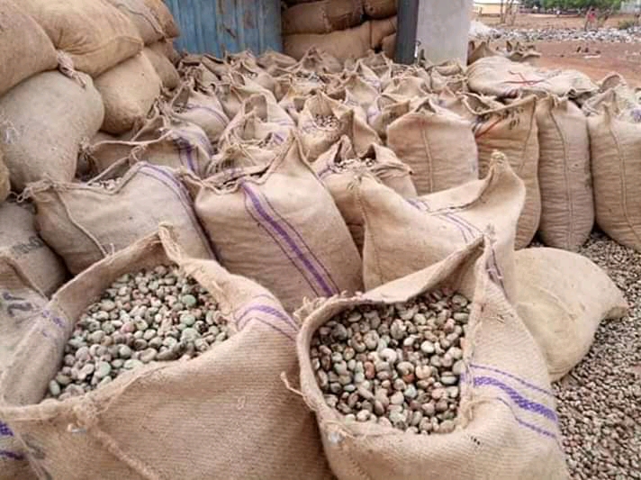 OLGX8608 Raw Cashew Nut - Image 2