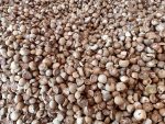 Betel Nut - Image 7