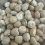 Betel Nut - Image 8