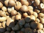 Betel Nut - Image 9