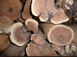 Sandal Wood - Image 2