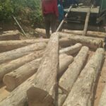 Sungkai Wood