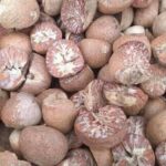 Betel Nut