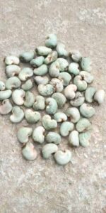 Raw Cashew Nut - Image 3