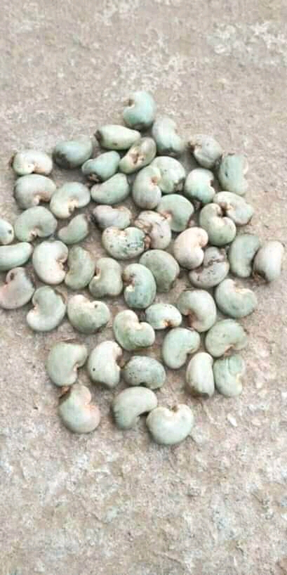 XKIC3827 Raw Cashew Nut - Image 3