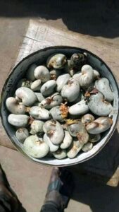 Raw Cashew Nut - Image 6