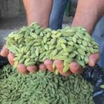 Cardamom