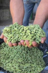 Cardamom