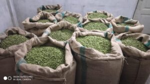 Cardamom - Image 2