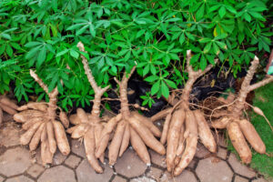 Cassava - Image 2