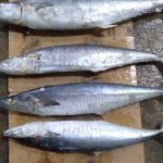 Ikan Tenggiri