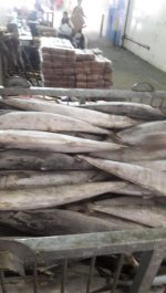 Ikan Tenggiri - Image 2