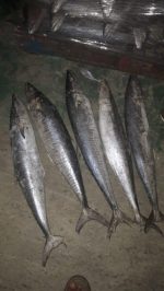 Ikan Tenggiri - Image 3