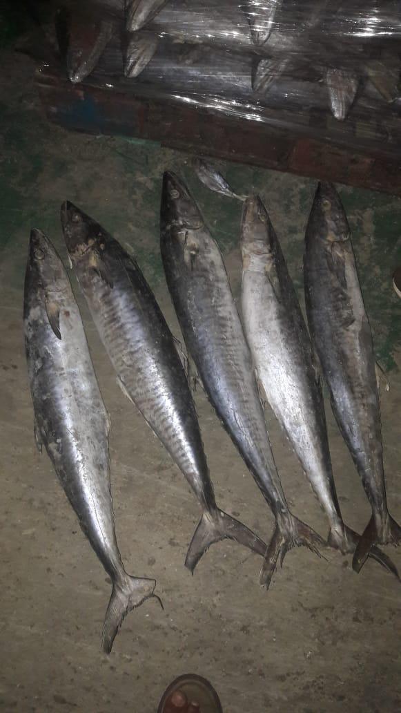 tengiri fish 3 Ikan Tenggiri - Image 3