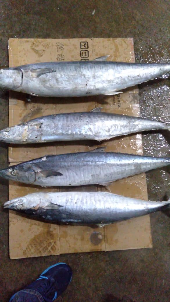 tengiri fish Ikan Tenggiri - Image 1