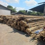 Rattan Batang Skin