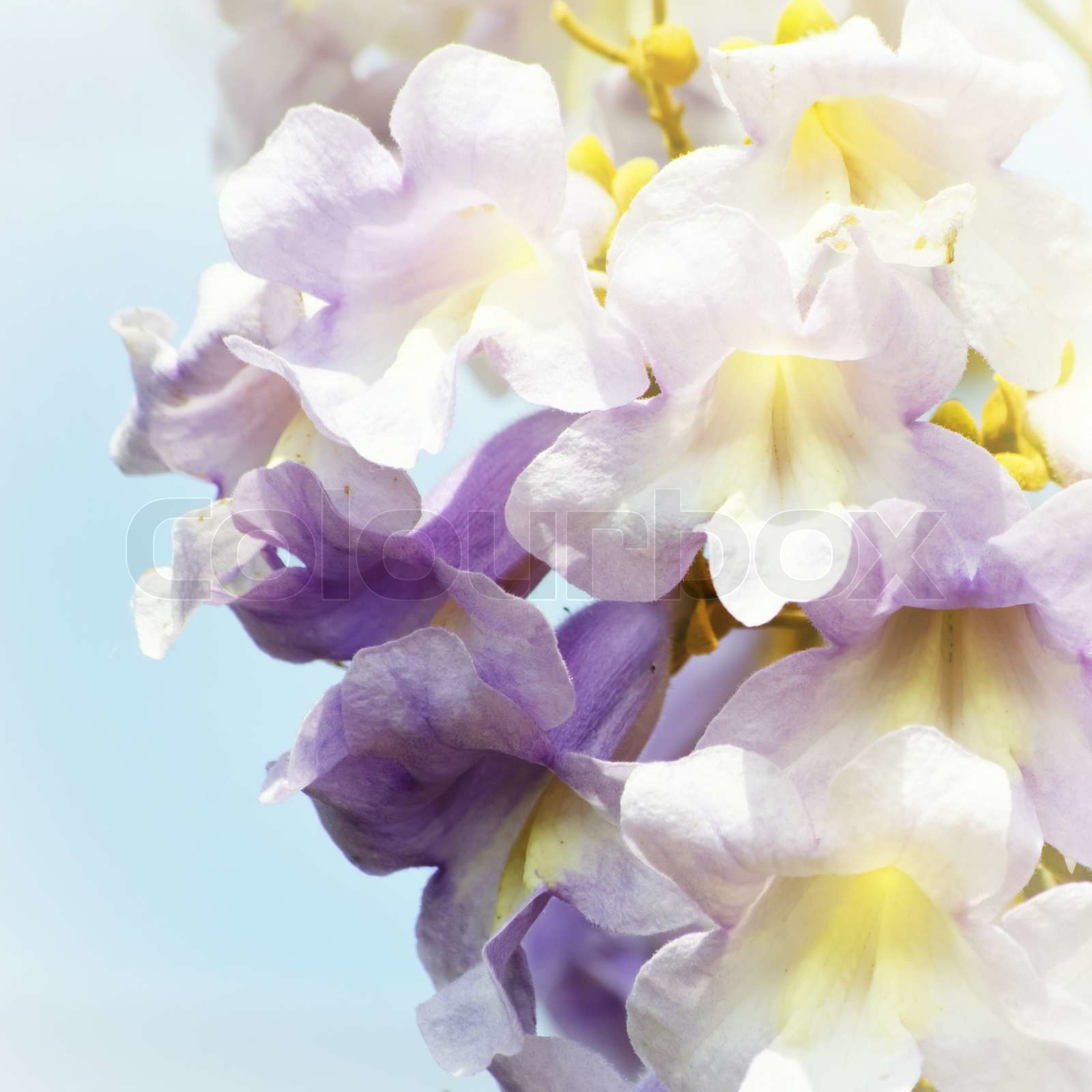 Featured image for Unique Benefits of Paulownia for Your Next Project