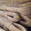 Sustainably Sourced Rattan Wood for Export Markets